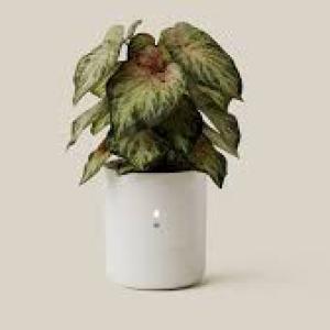 EcoRoot Smart Planter