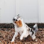 Natural Rubber Pet Toys