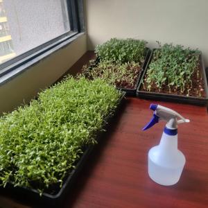 Microgreens Growing Kits